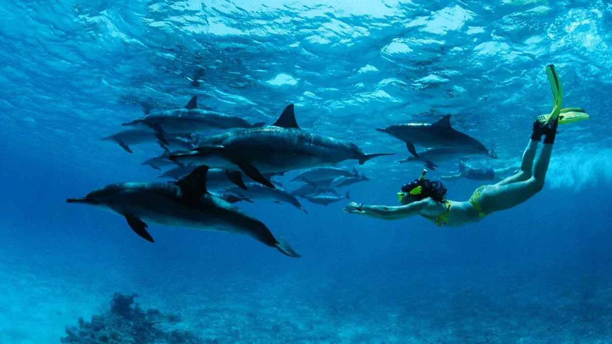 Snorkeler above coral and reef fish inside Mnemba Atoll on a snorkeling tour in Zanzibar, Tanzania